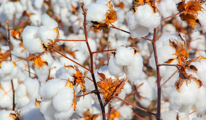 coton-plant