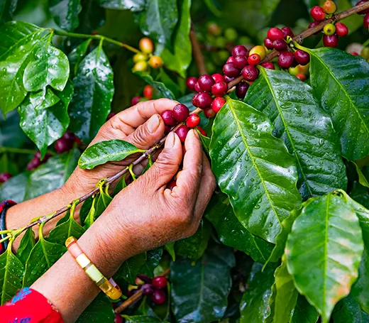 NES-13034-RESIZE-800x7004