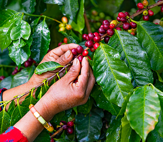 NES-13034-RESIZE-800x7004