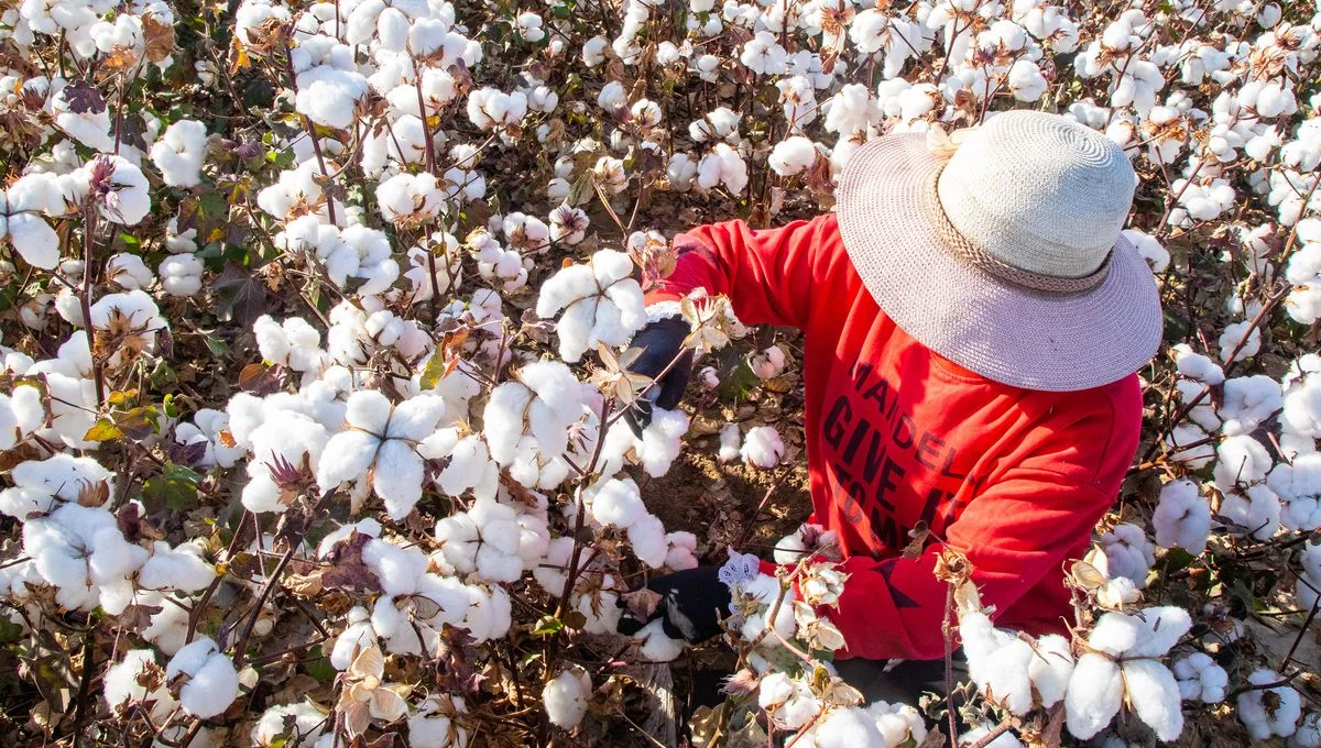 cotton-harvest