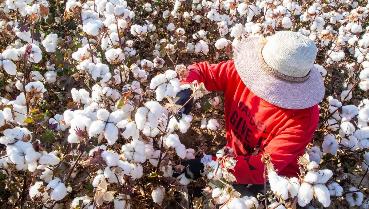 cotton-harvest
