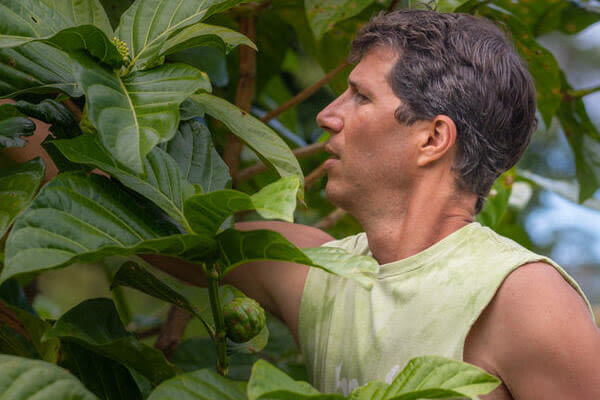 Noni Leaf The Everything Medicine By Kauai Farmacy Xpt