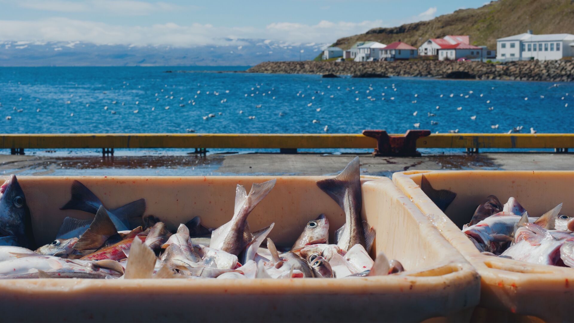 Sjávarútvegur - mynd