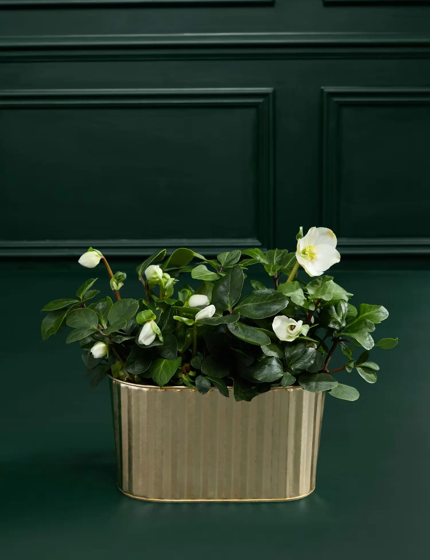Hellebore flowers in a trough
