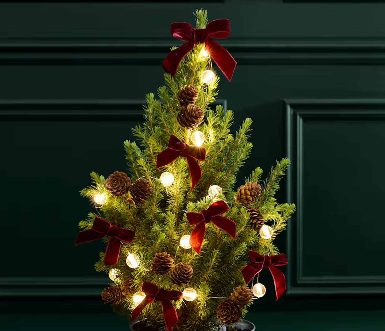 CHRISTMAS PLANTS
