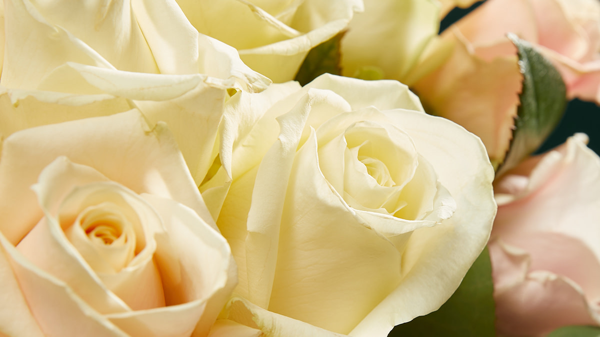 Close-up of white roses