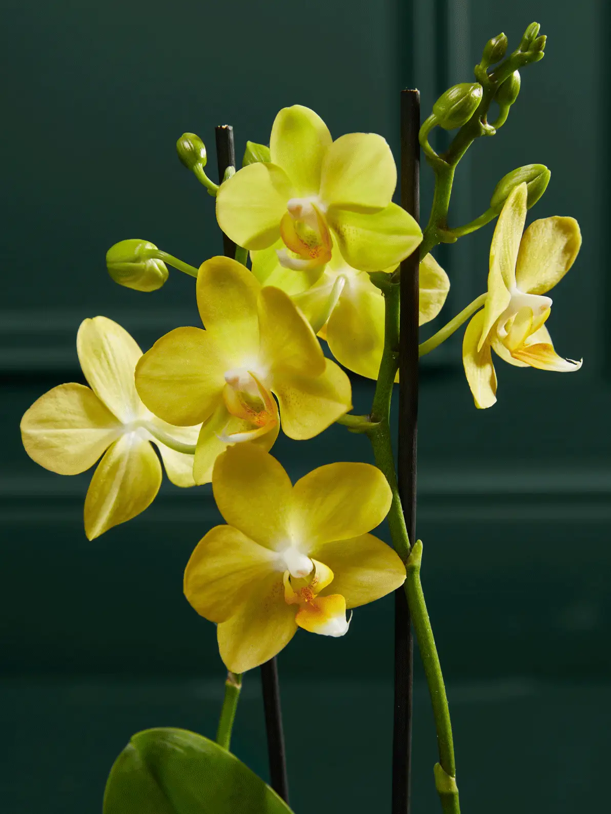 Gif of a variety of yellow and pink flowers, and a gift note