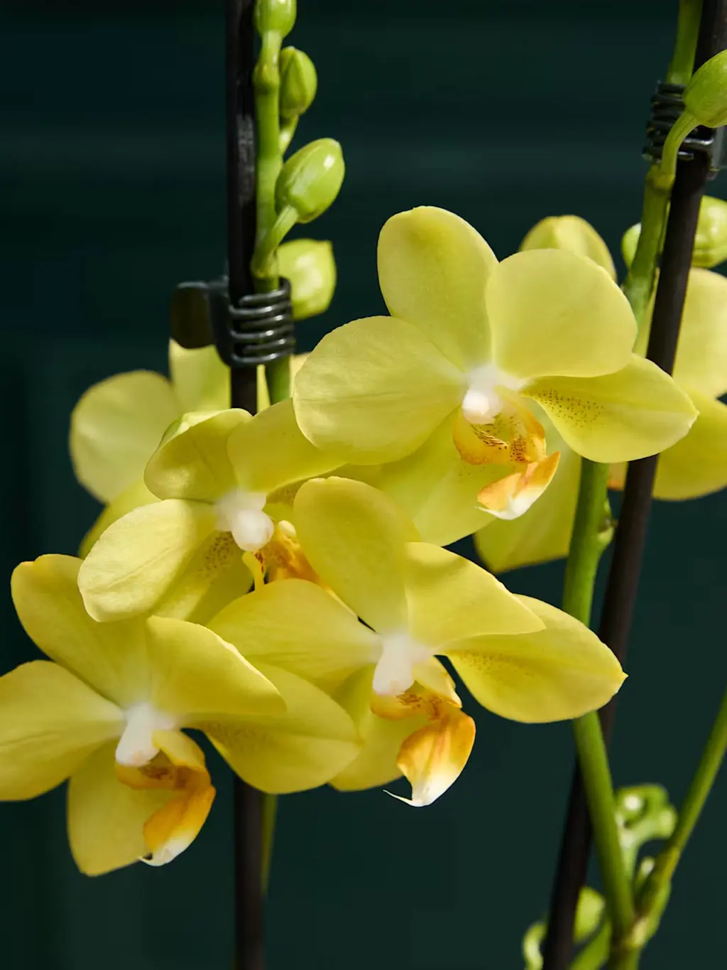 Yellow miniature orchid