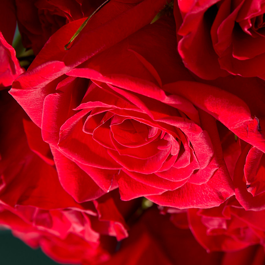 Valentine's Day Flowers