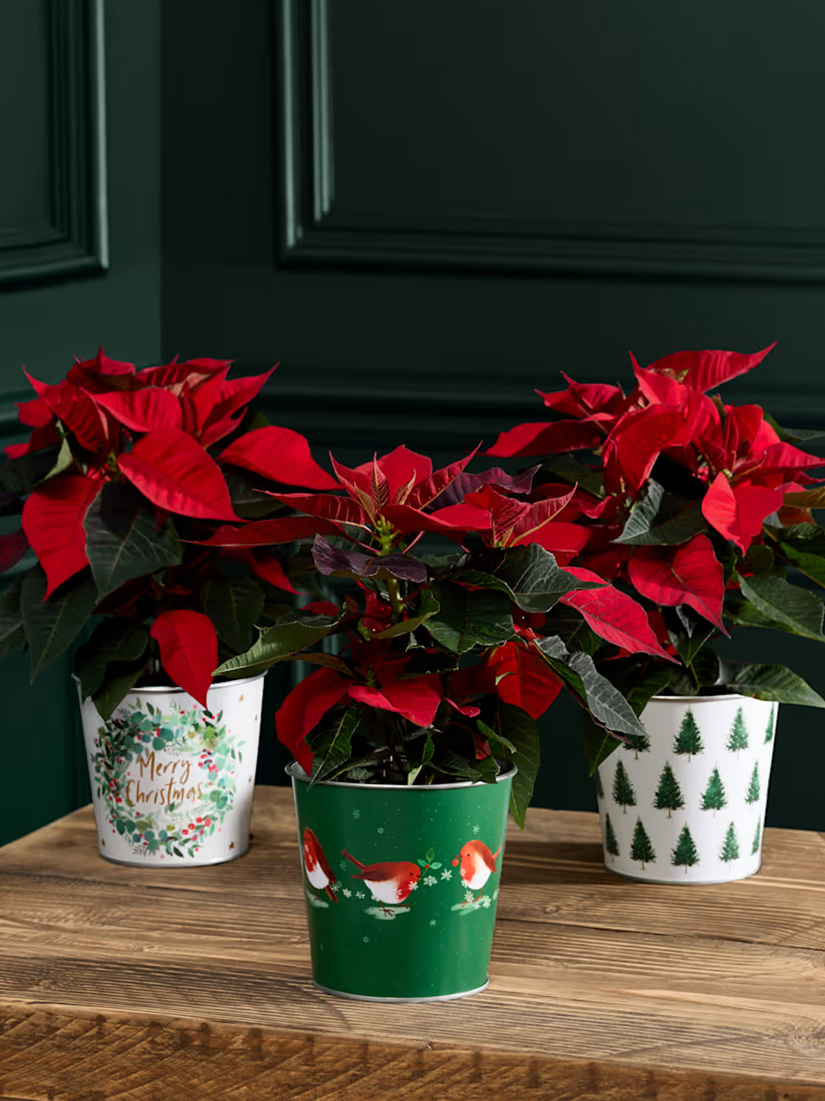 1200x1600 CHRISTMAS PLANTS