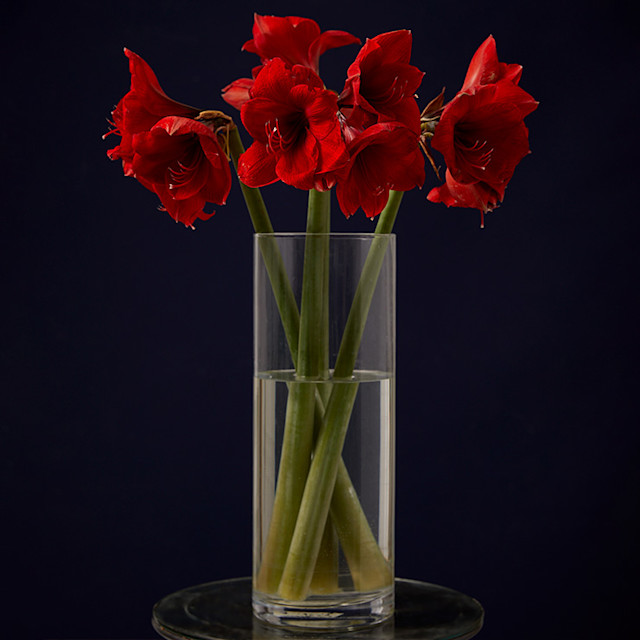 20231114 FWF CHRISTMAS-FLOWERS BSLH-10387 740x740