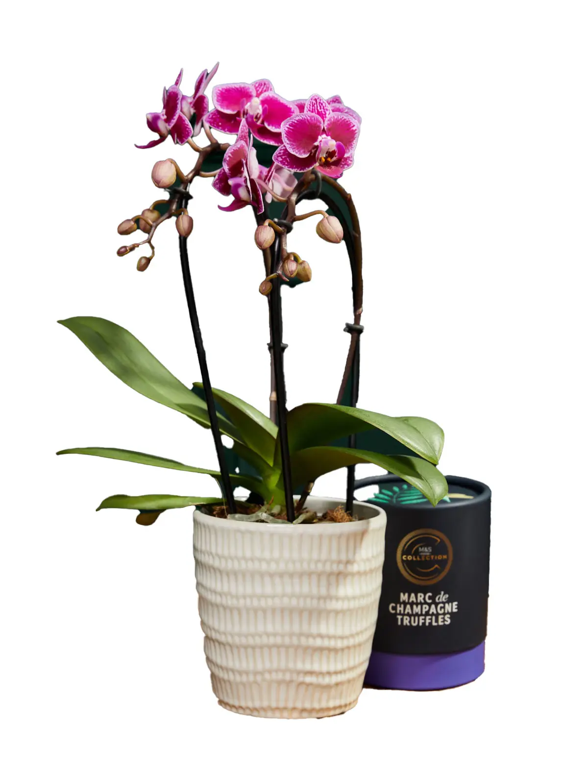 Image of purple orchid in cream planter and a box of chocolate truffles 