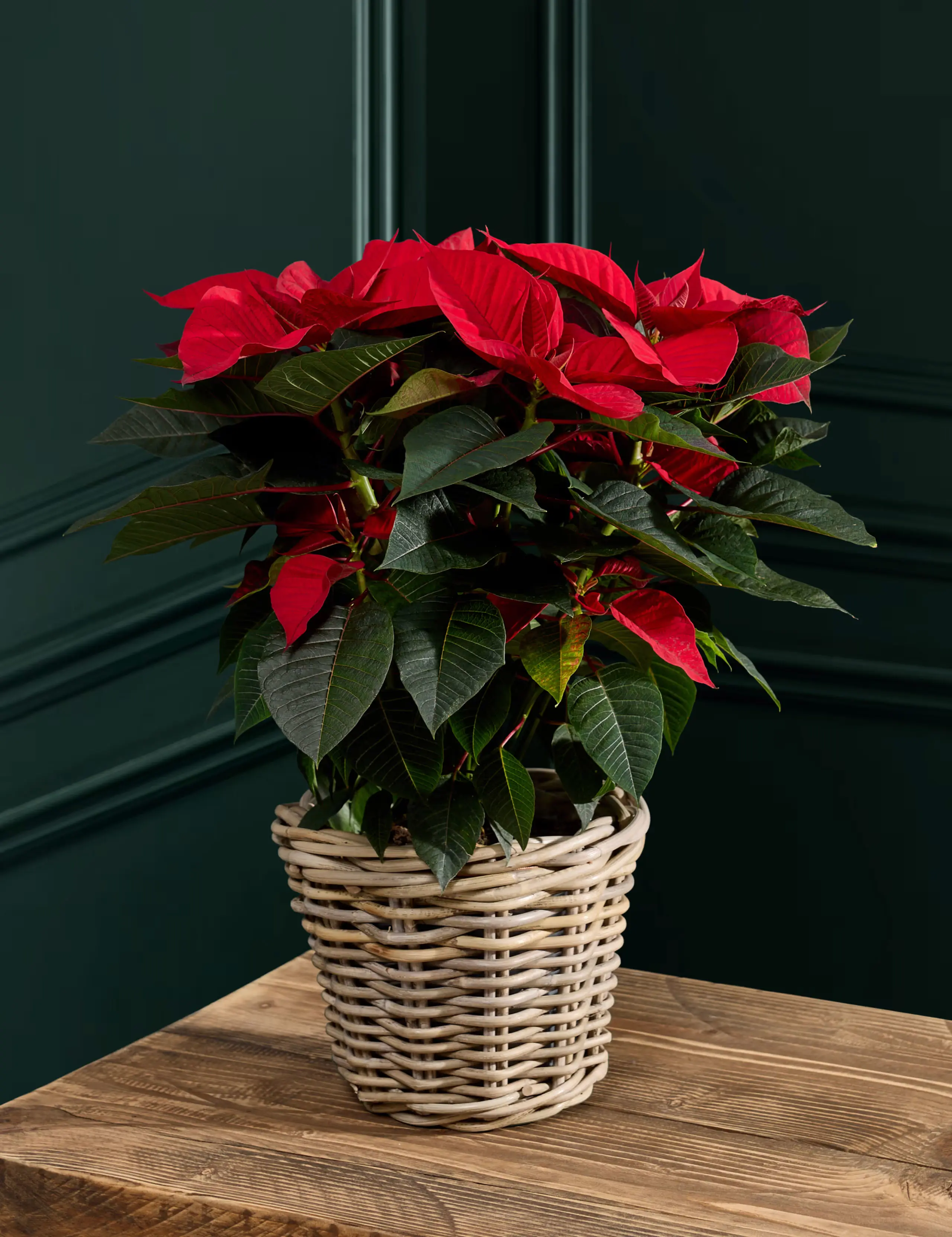 Poinsettia-in-Kubu-Basket.
