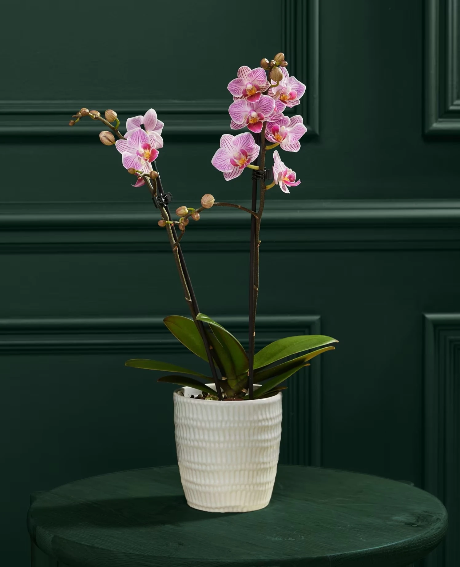 Pink miniature Phalaenopsis orchid in a white ceramic pot