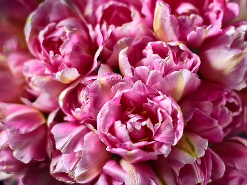 A bouquet of pink tulips