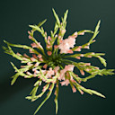 Flowers Under £35