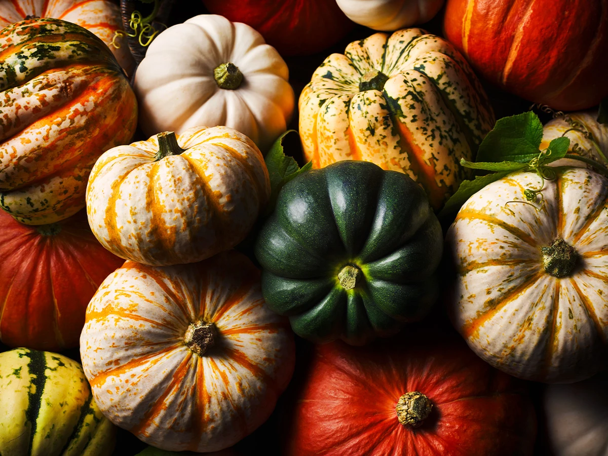 best in season pumpkins
