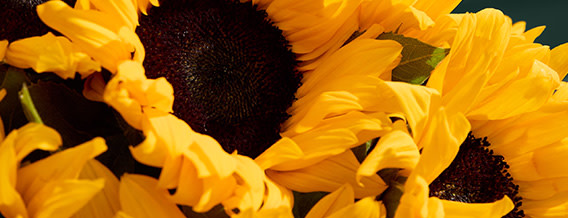Flowers 568x218