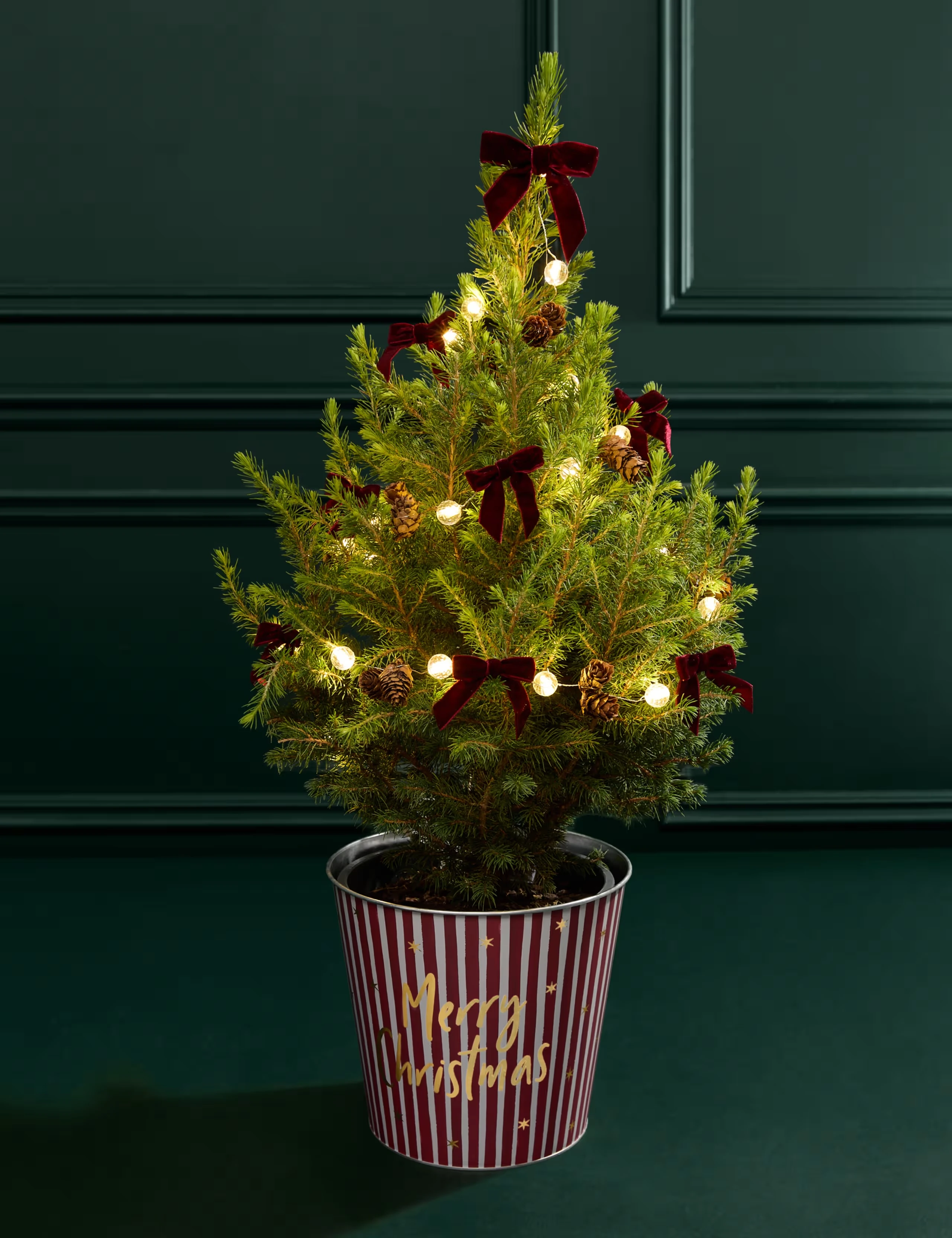 Mini Christmas tree with warm white lights, red velvet bows and stripy pot.