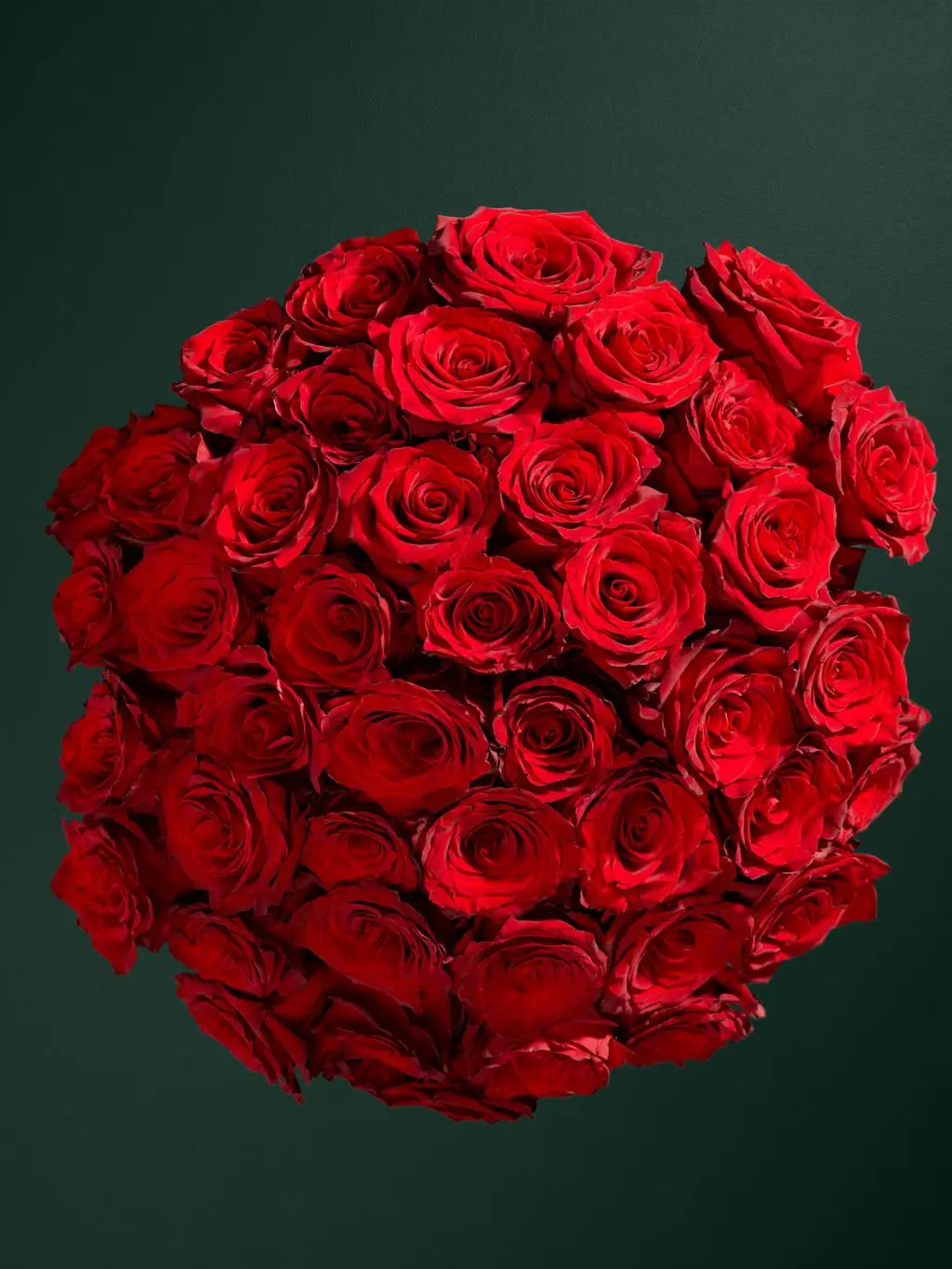 A large bunch of red roses shot on a green background