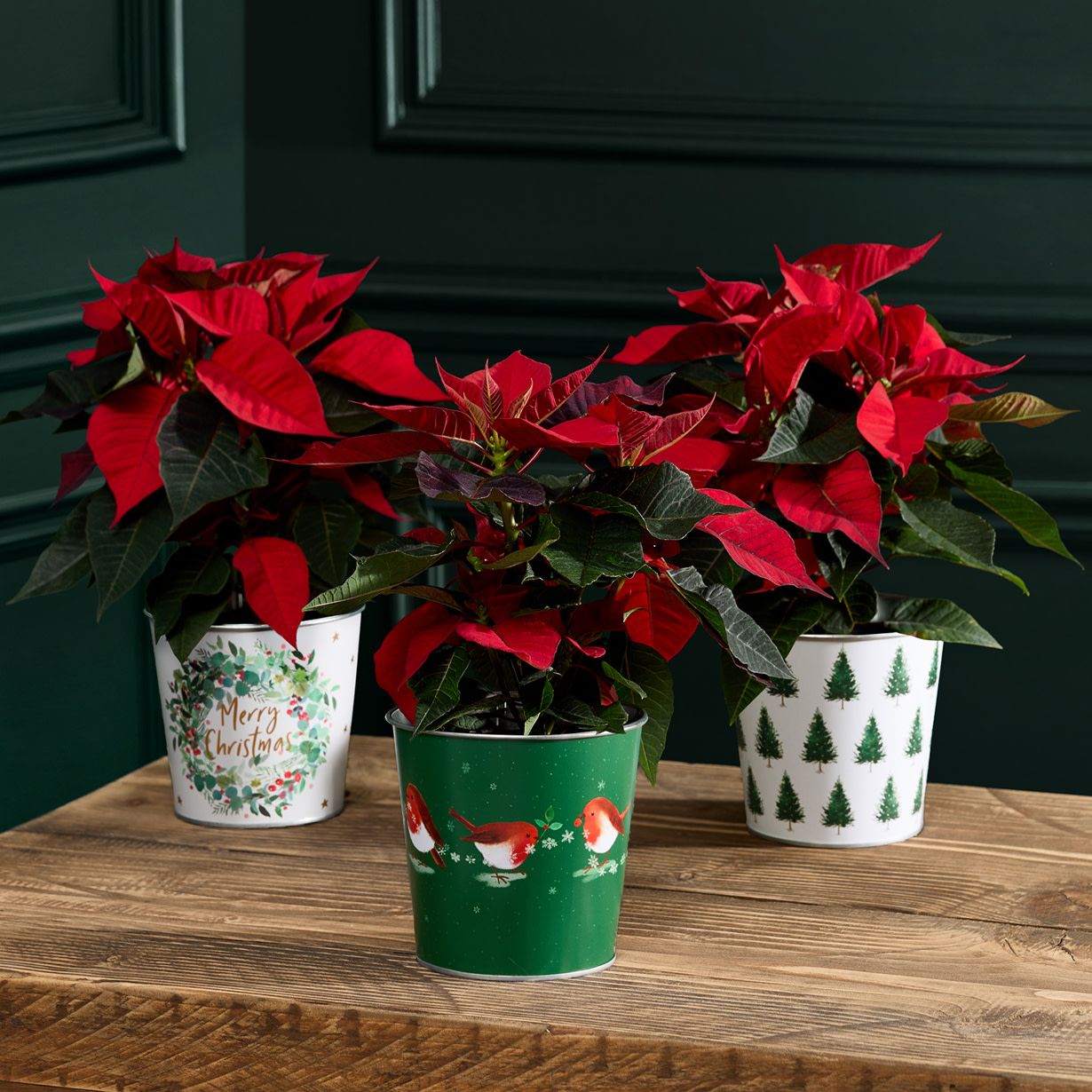 Red plant