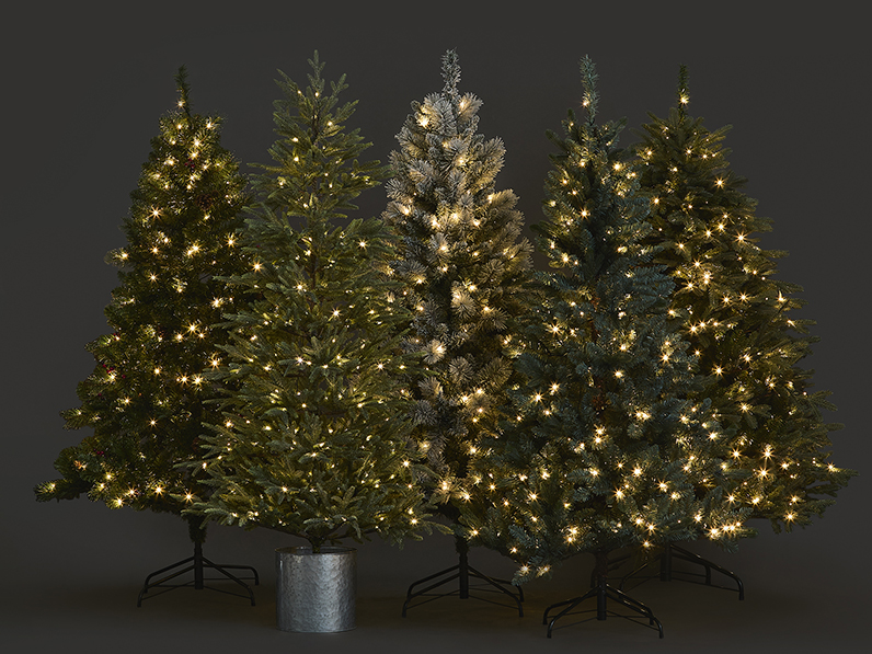 A group of Christmas trees with lights