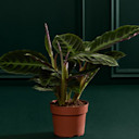 New: Indoor Plants