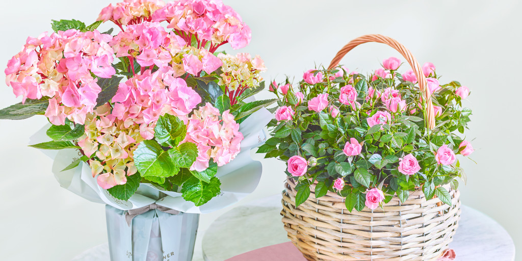 Pink gift-wrapped hydrangea plant next to pink rose planter in a wicker basket. Shop plants