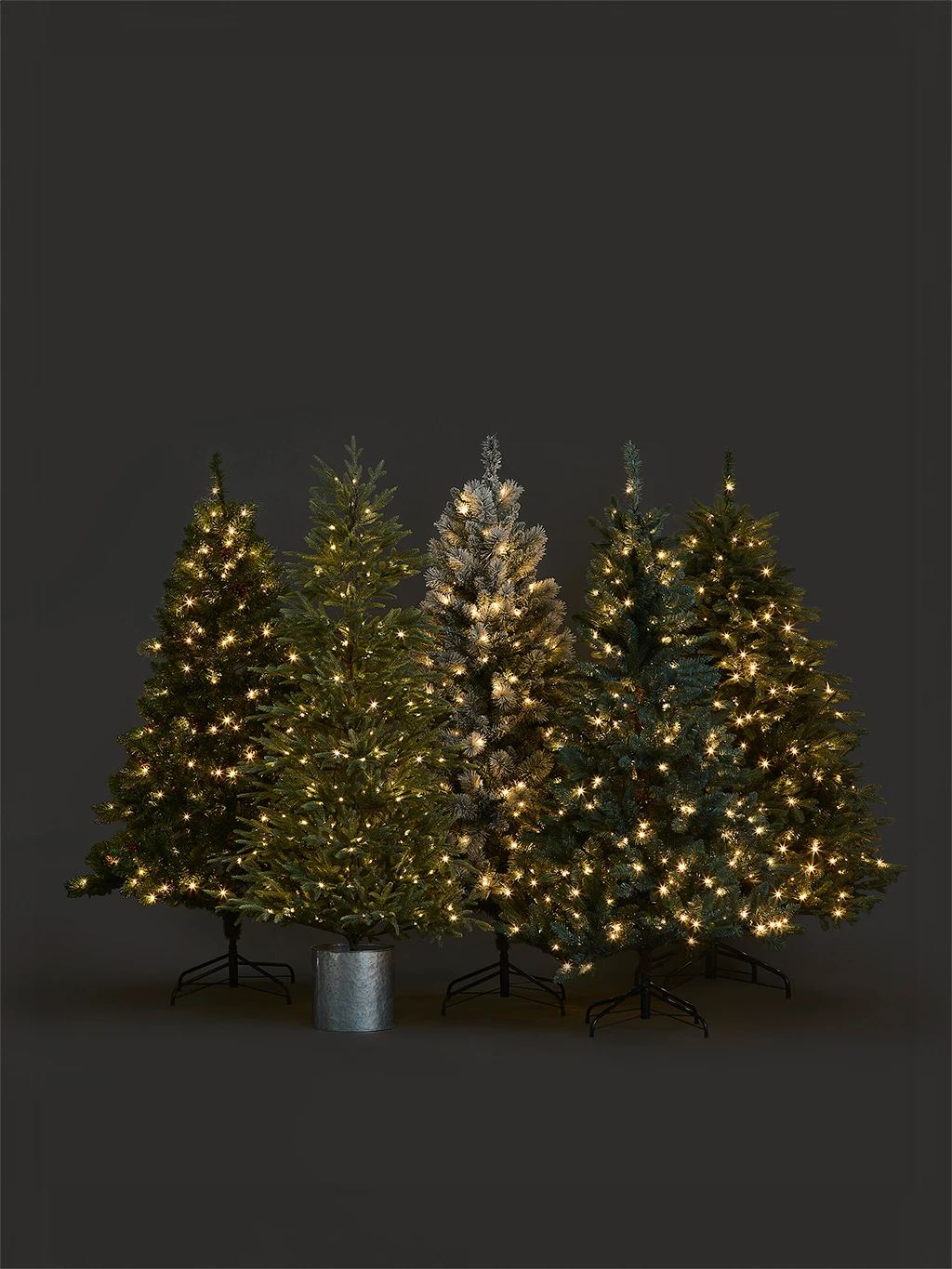 A group of Christmas trees with lights