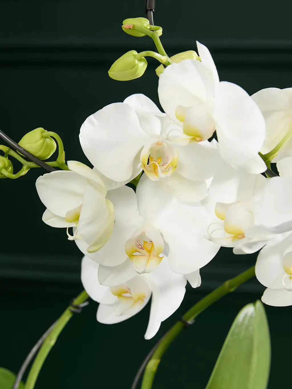 White Hurricane orchid