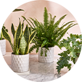 Indoor plants