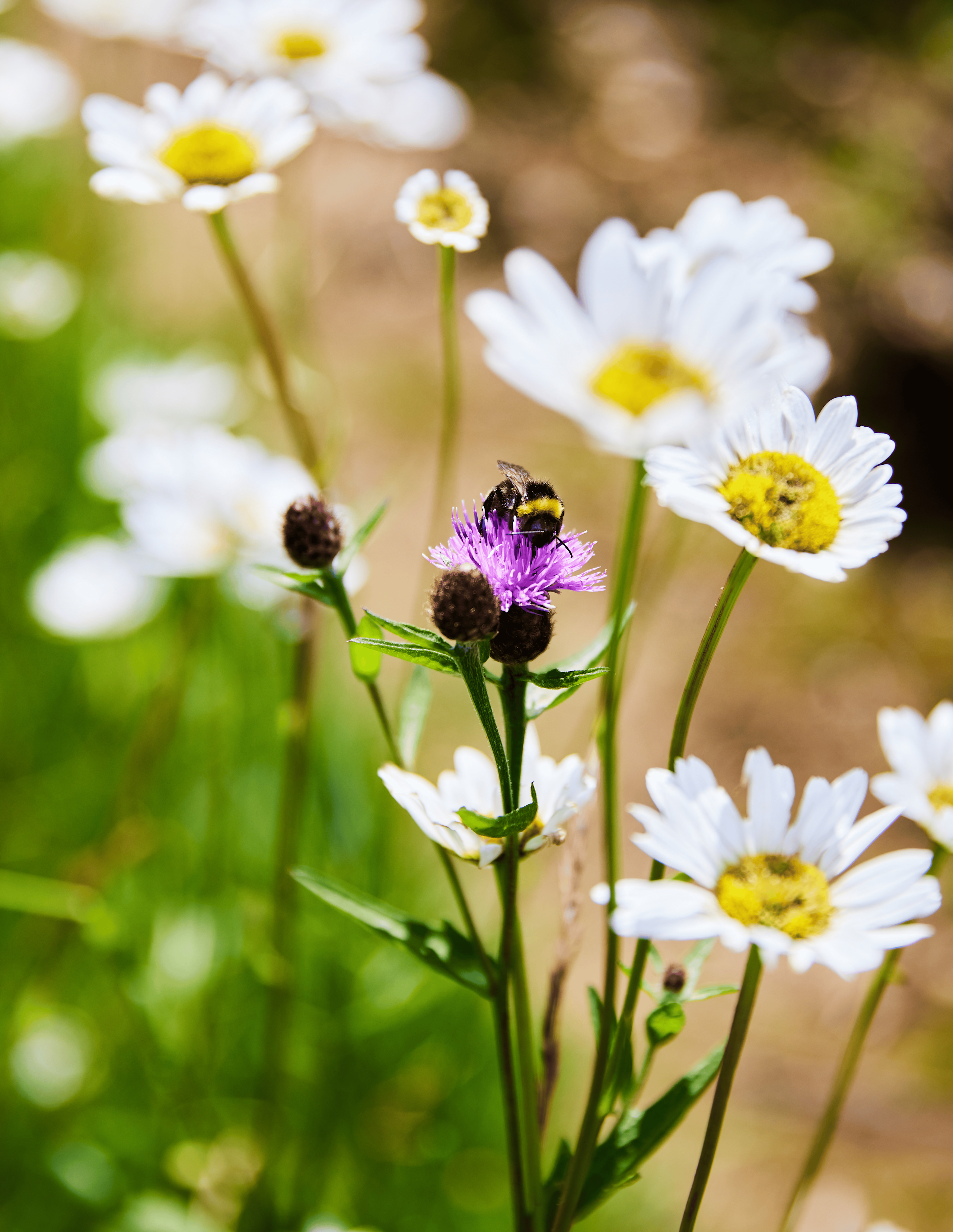 Bee on flower