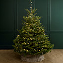 Christmas Trees