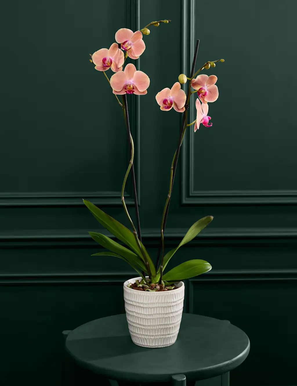 Large peach Phalaenopsis Orchid in ceramic pot