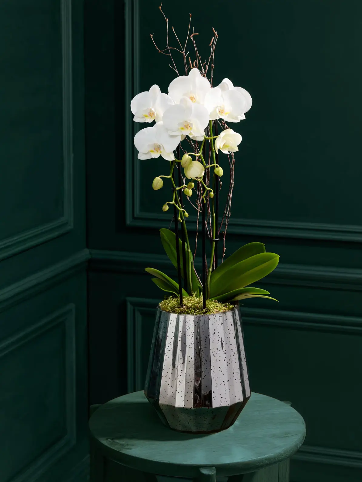 Orchid in silver pot