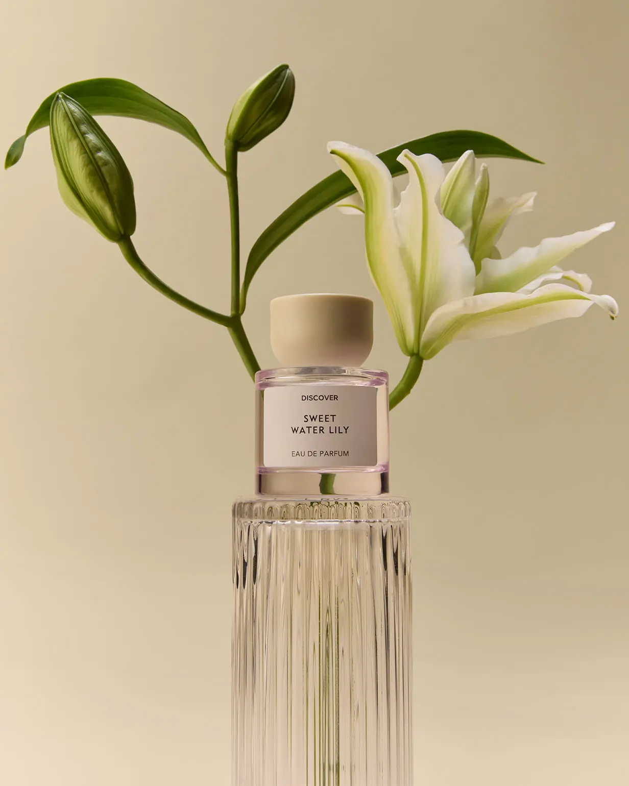 Discover perfume at M&S
