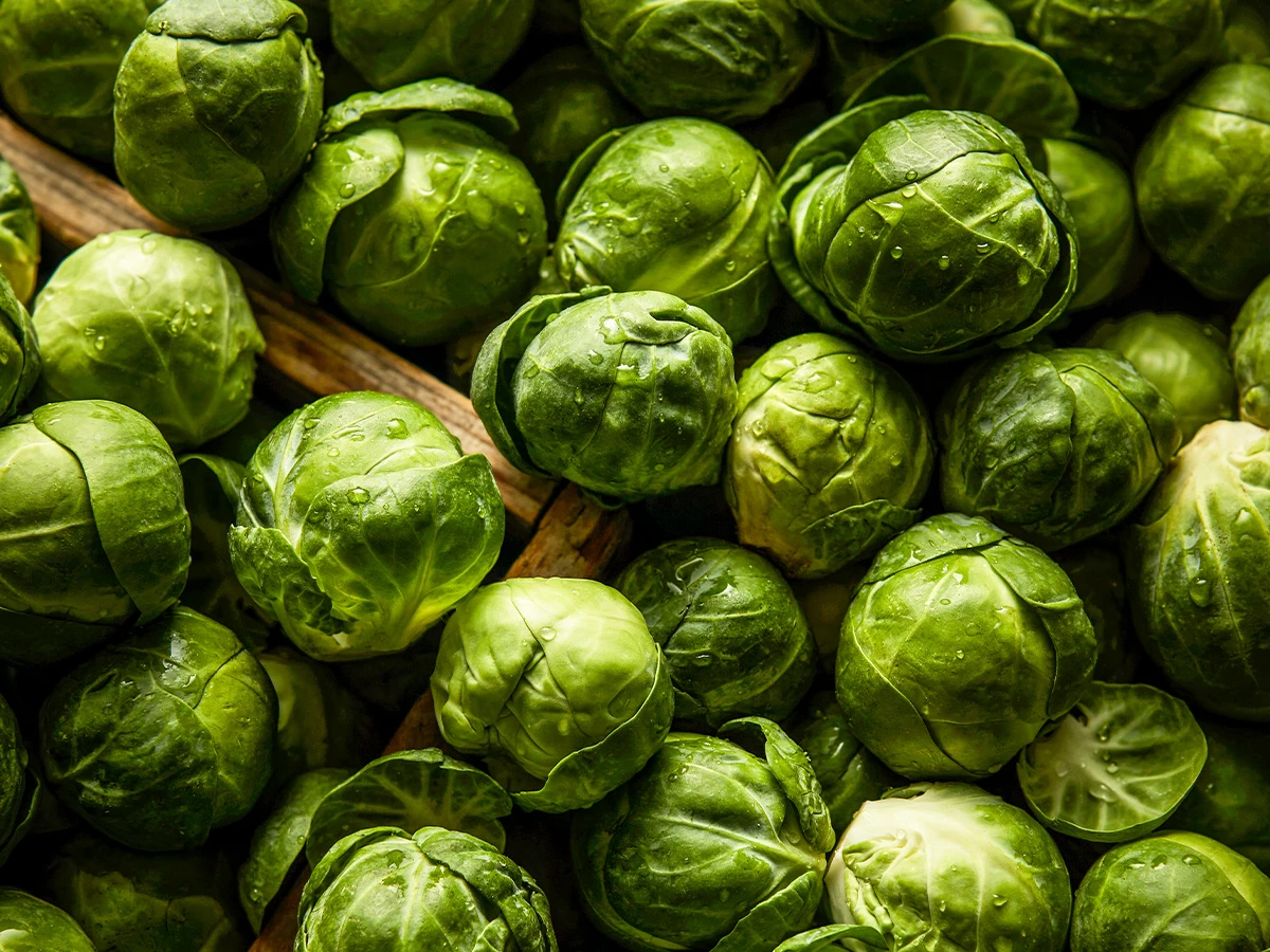 Close up of sprouts