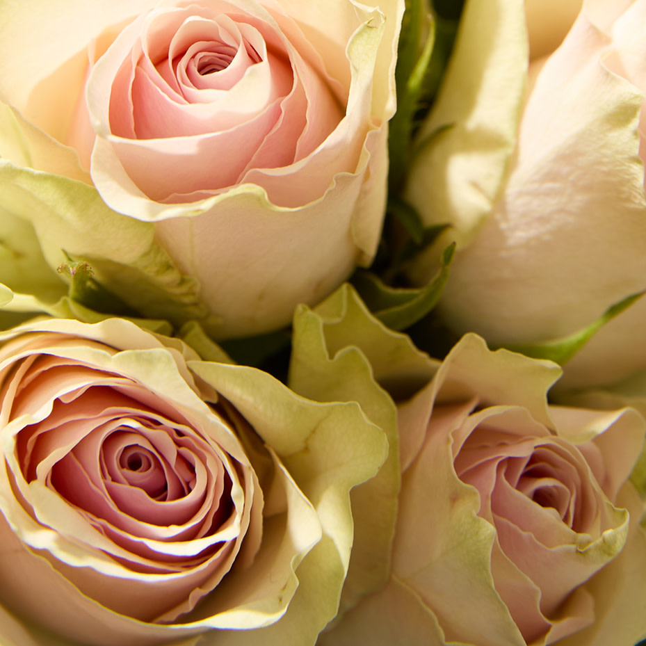 Mother's day flowers. Shop now