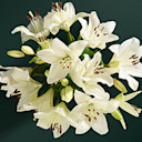 Flowers Through The Letterbox