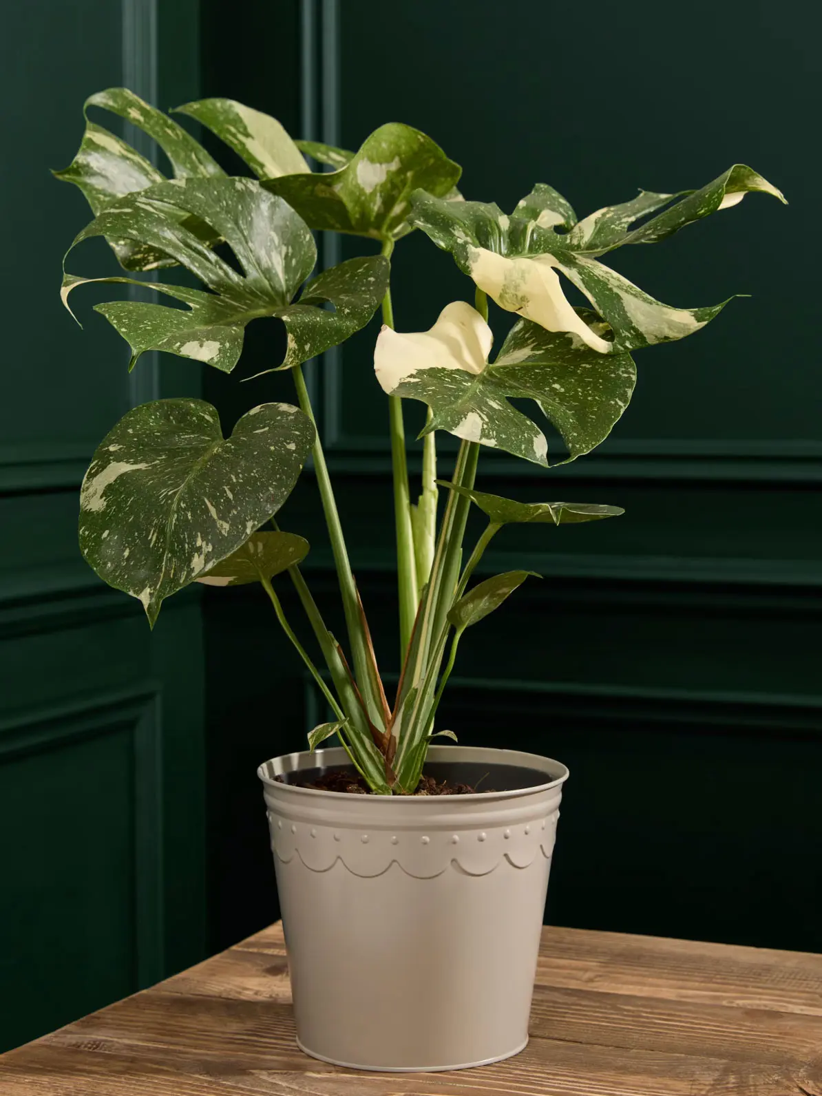 Monstera in tin pot