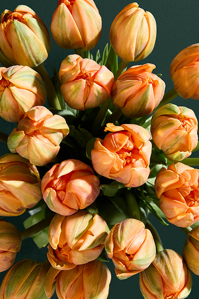 Autumn flowers