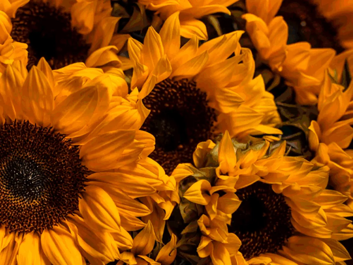 Sunflowers