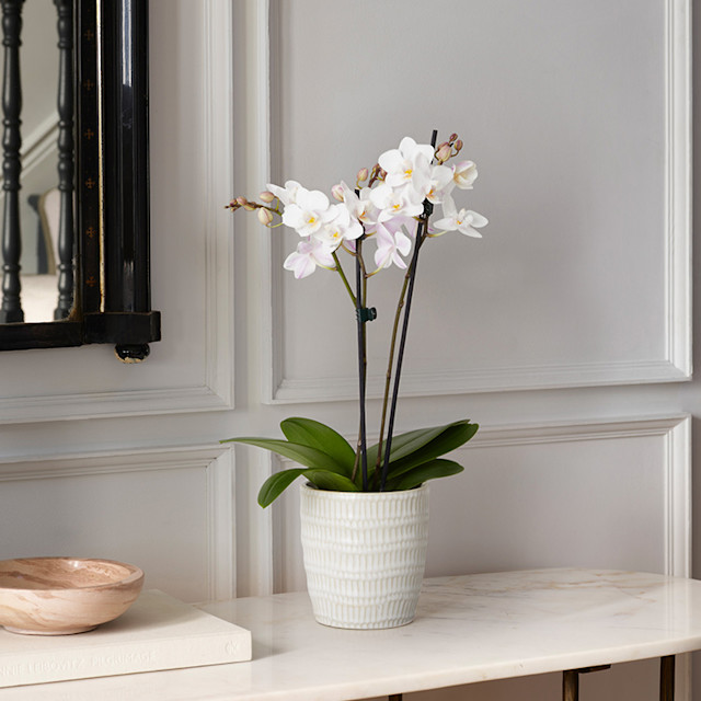 20230612 FWF S&L LONGER-FEATURE Teacher-gifts BSLH-10133 HERO