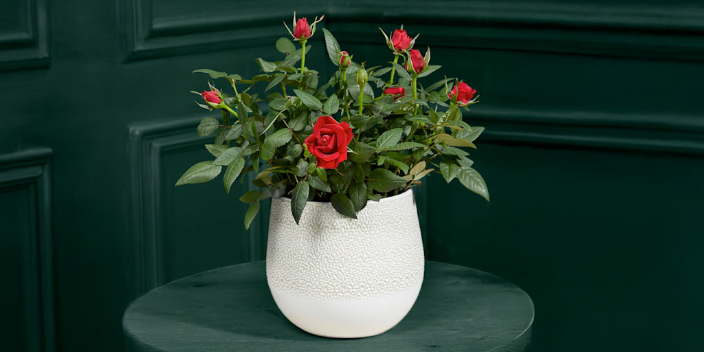 Plant with red rose