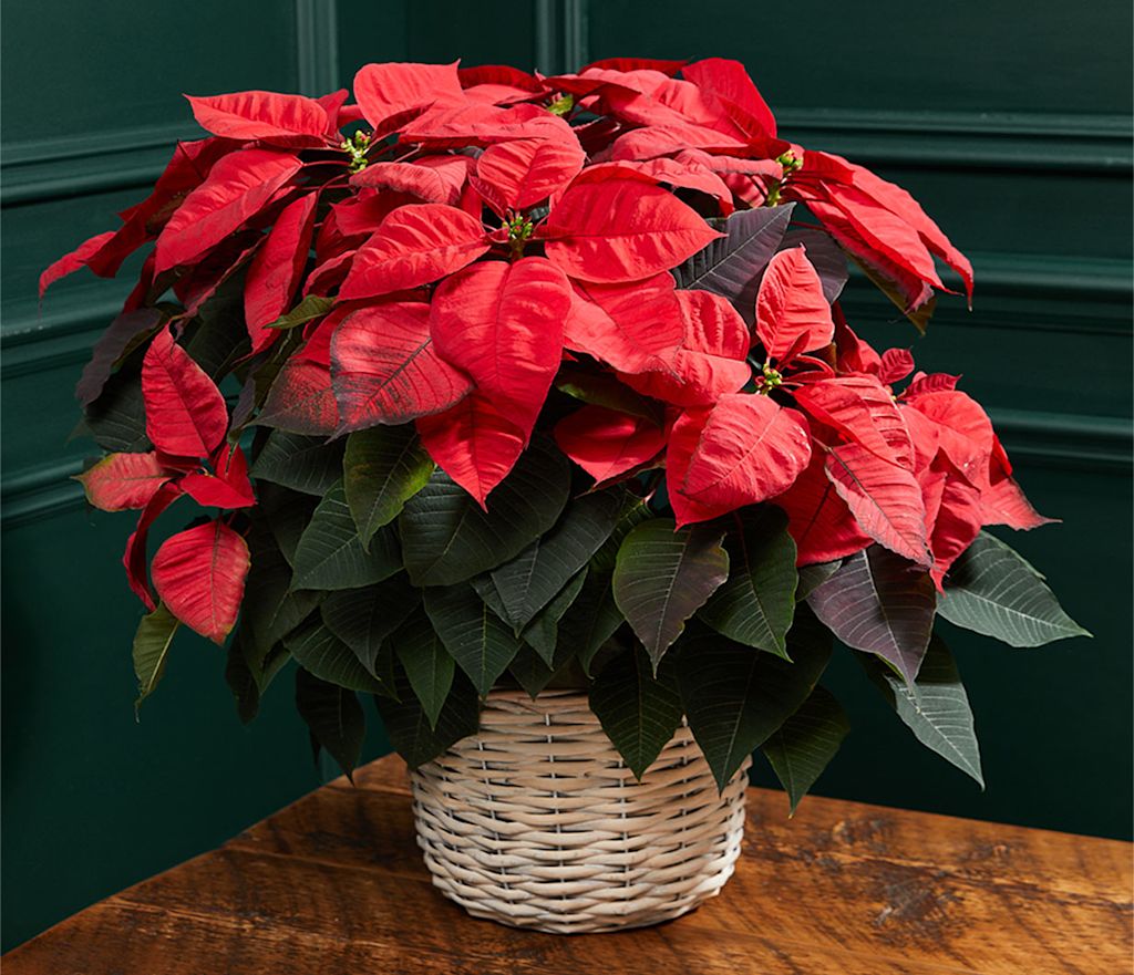 Poinsettia-Trio-Tin - Be in bloom this christmas