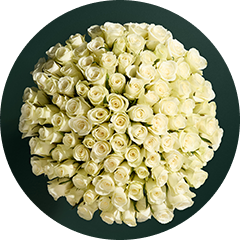 The perfect gift: 100 roses