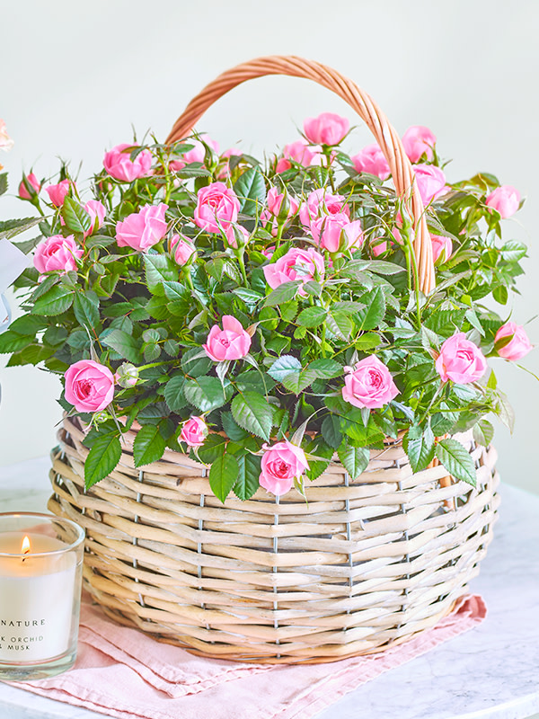 Plant in a basket with a candle. Shop plant gift bundles