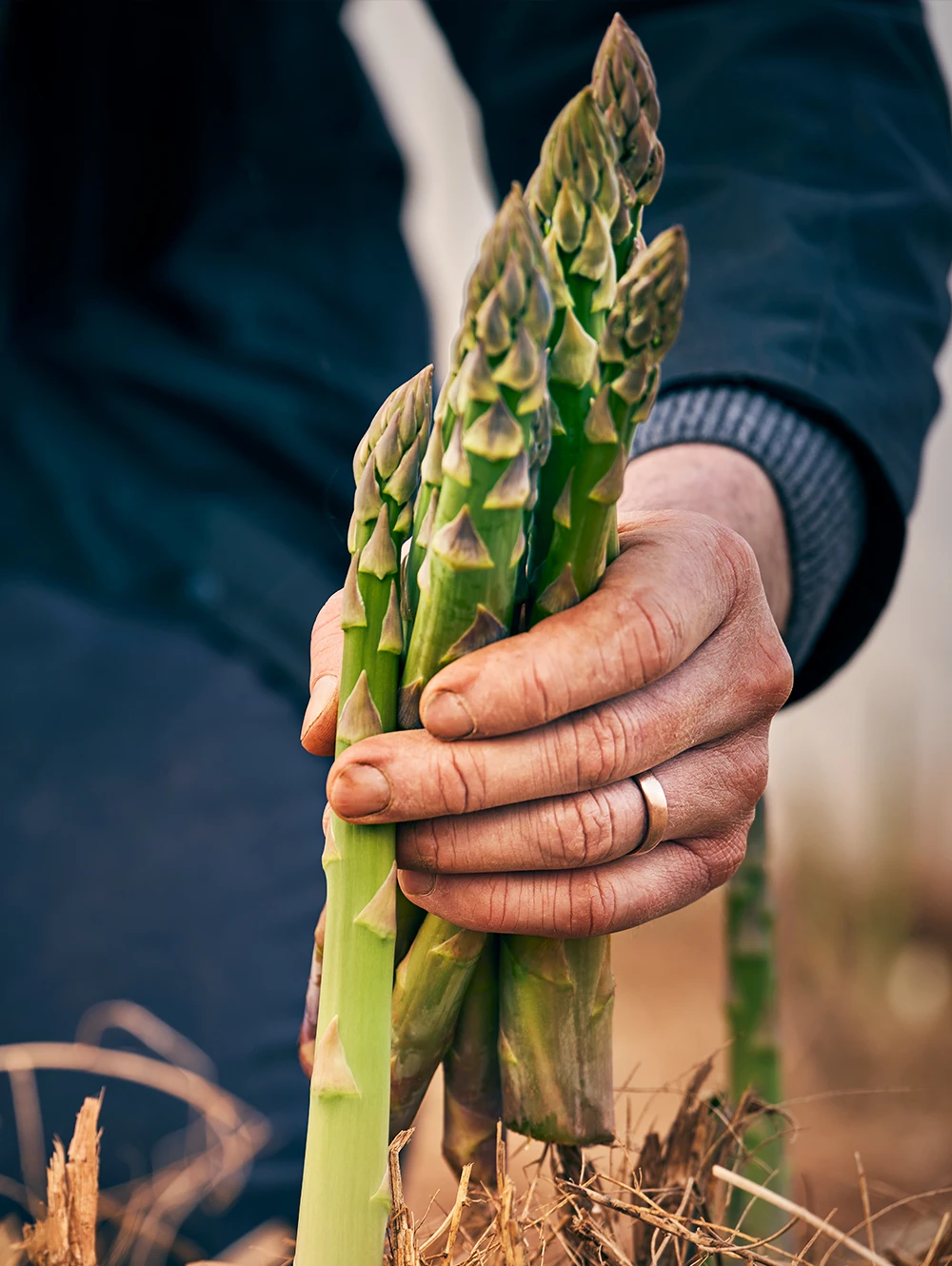 Asparagus being pulled from the ground