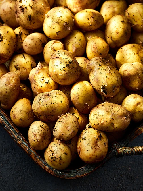 Jersey Royal potatoes in container