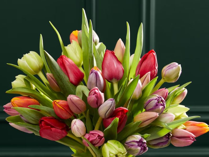 A close up of an arragement of different coloured tulips